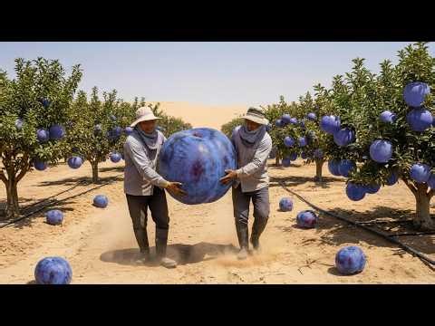 Shock: They Brought Plum Farming to the Desert — The Results Changed Everything