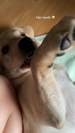 #viral#puppygirl#dog#puppy#goldenlab#teeth#dogsoftiktok#doglover#lovedogs#puppylove#mummysgirl#