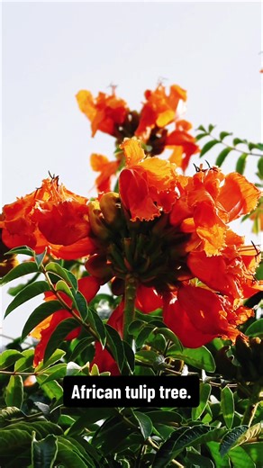 Spathodea is a genus in the plant family Bignoniaceae. The single species it contains, Spathodea campanulata, is commonly known as the African tulip tree. The tree grows between 7–25 m (23–82 ft) tall and is native to tropical dry forests of Africa. It has been nominated as among 100 of the