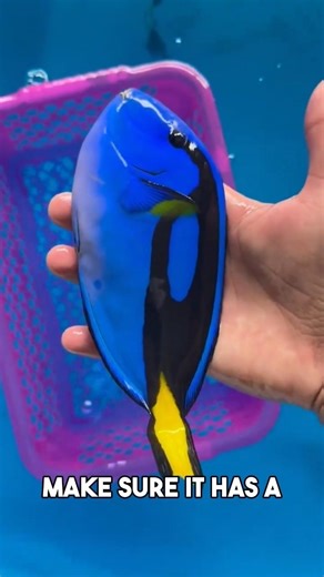 How to pick a healthy blue tang