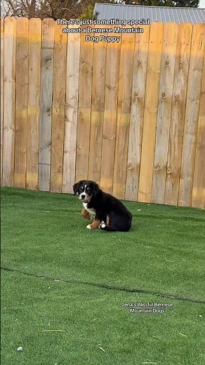 Bernese Mountain Dog Puppies are so special #puppy #bernesemountaindog #bernesepuppy
