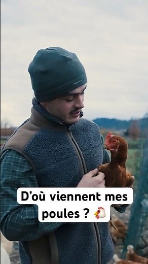 Where did my chickens come from? 🐔