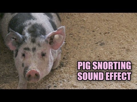 Large Pig Sounds 🐖 Barn Yard Pig Sounds 🐷 Pig Snorts
