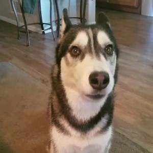 The Reason Why Huskies Like to Talk https://tidybarks.com/why-huskies-like-to-talk/ | Puppies Club