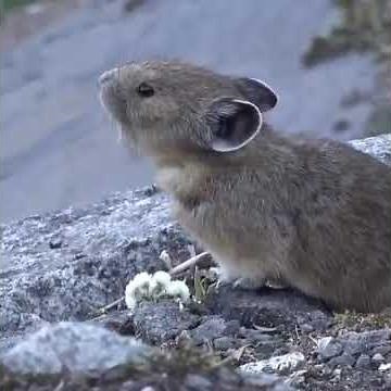 The Mighty Yet Adorable Call of the American Pika
