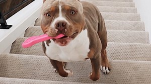 Dog invents hilarious new way to do stairs ❤ Follow us on YouTube: youtube.com/geobeatsanimals | GeoBeats Animals