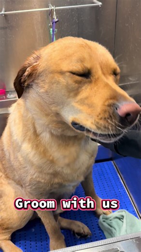 Poochie Perfect Grooming (@poochieperfectboutique)’s videos with son original - .