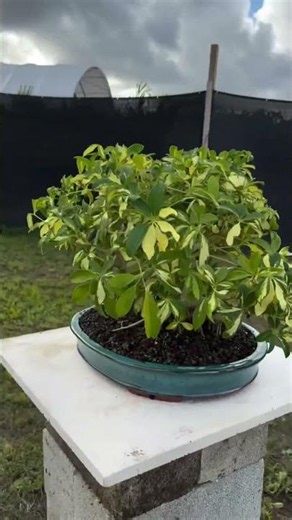 Before and after Schefflera
