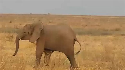 SENGWA CALF UPDATE 🐘✨🇿🇼 A few weeks ago, together with @zimparks and @weareakashinga, our team responded to an urgent call to help a young elephant calf found alone with a deep snare wound. It was a heartbreaking sight - the steel cable had cut right into the leg, and the calf was weak and in pain. With expert work from Dr Lombard, Dr Chaitezvi (ZimParks) and Catherine Jennings and field support from Akashinga, the snare was painstakingly removed thread by thread, the wound cleaned and treate