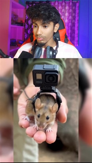 funniest rat 🐁 🤣#memereaction#funnyreaction#viral#shorts#youtubeshorts#trending#funny#memes