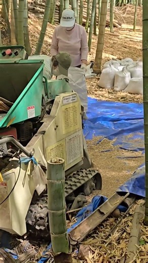 京都嵐山みたいな竹林を作ろう754 岡山県玉野市天王池竹林の会#竹林整備#竹林#SDGs#竹#岡山県竹林#玉野市竹林#柴田よしろう市長新しい挑戦#つねやま歴史文化研究会応援