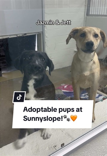 Arizona Humane Society on TikTok