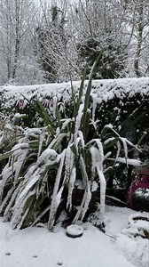 30K views · 7.1K reactions | So this morning we woke up to Snow proper Snow, how magical does Narnia look ❄️略❤️ | Mr Lumpy & Friends. | Facebook