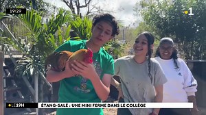 90K views · 2.3K reactions | A l'Etang-Salé, une mini-ferme pédagogique est installée dans l'enceinte du collège Simon Lucas | Réunion la 1ère | Facebook