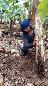 Mother and follower planting technique #tips #fblifestyle | Zacjian Vlog