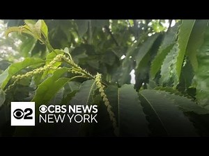 New effort to replant functionally extinct trees that once populated our area by the billions