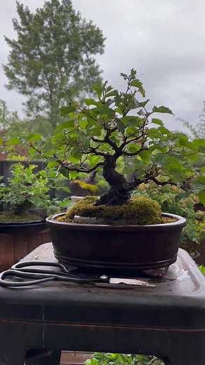Bonsai Birch Tree Care Tips