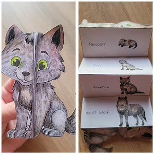 Wolf Life Cycle Foldable Template, Kids' Science Craft, A4 and 11x8.5 In, Digital Download, Cut and Paste, Foldable Template - Etsy