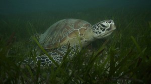 Great Barrier Reef: Reef to Rainforest | BBC Documentaries