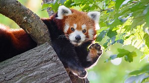 Pourquoi vous n'avez pas encore pu récupérer la nouvelle version de Firefox