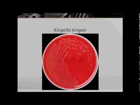 Bacteriology- Gram Negative Coccobacilli (Part 1)