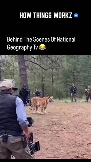 HOW THINGS WORKZ | Behind-the-scenes, National Geographic tiger and deer footage involves painstaking, long-term monitoring in controlled or wild... | Instagram