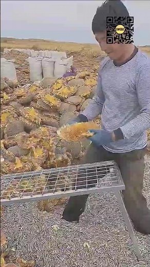 How Sunflower Seeds Are Harvested Using a Simple Manual Sieve #9work