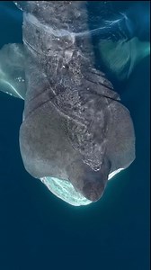 Shark Week Spotlight: The Ocean’s Gentle Giants 🥰 Meet the two largest shark species on Earth—and both are completely harmless to humans: Basking Shark • Up to 33 feet long • Swims with its mouth wide open (like, really wide) • Feeds on tiny organisms Whale Shark • Up to 40 feet long • Eats plankton • Basically the ocean’s floating filter vacuum These giants roam the seas with quiet grace, reminding us that not all sharks are predators—some are protectors of balance, just like us. Let’s celebra