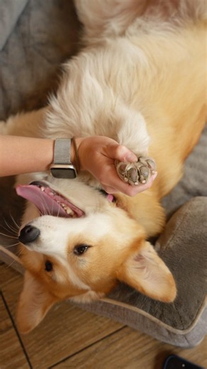 Fluffy Buddy corgi in Barcelona 💛