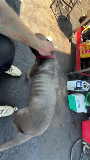 A real junkyard DOG 🐕 #scary #junkyard #dogsoftiktok #vicious #love