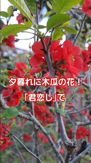 木瓜(ぼけ)の花は早春に咲く縁起の良い花！