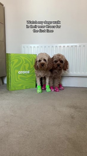 Dog Crocs: Dogs in Cute Crocs Shoes | Crocs for Dogs