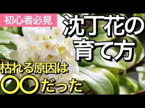 [How to grow wintersweet] Causes of wintersweet withering, best time to take cuttings, aphid medi...