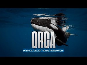 Sang Penari Gelap: Mengapa Kita Menyebut Mereka "Paus Pembunuh"?