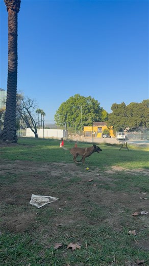 Black mask K9 (prince of thieves ) #everyonehighlightsfollowers | Jane Castro Williams