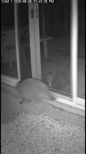 “Gato ahuyenta a un mapache que intentaba entrar a la casa ”#viral #shorts #ai #cat #sora2