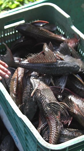 79K views · 201 reactions | Armored catfish, aka "devil fish," make up 70% of the catch in Tabasco, Mexico.  #devilfish #invasion #fishing | Insider | Facebook