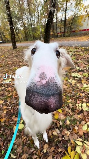 Borzoi Dog TikTok Compilation