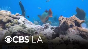 Coral reefs are facing a crisis as ocean temperatures rise