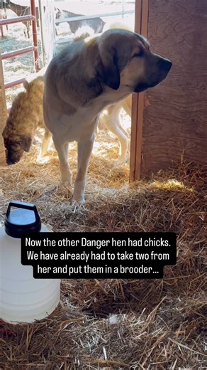 Raventree Ranch on Instagram: "The look Lily gave was a “seriously” look. We have had to close off part of the barn for Danger hen 1 to have her chicks and let them eat and drink in peace away from the goats. This seemed to give Danger hen 2 the perfect opportunity to have her own chicks. Lily is usually our plan B since she finds new eggs as soon as they are layed if they aren’t in the coop😂. But we have this area closed off for now unless I let the dogs in because the goats will eat the chick