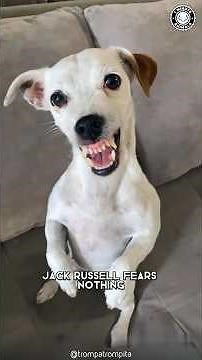 Jack Russell ⚡ The Fearless Dog!