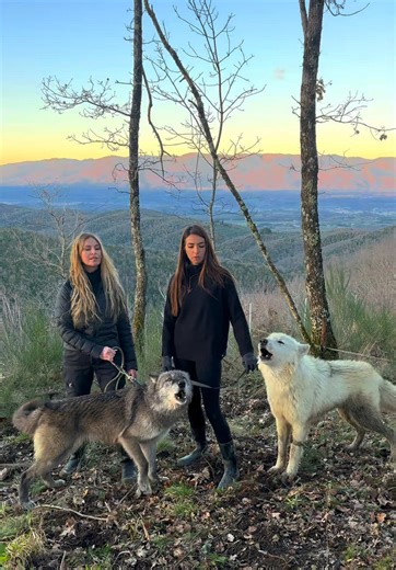 Howling in the mountains of Italy as the sun sets on the Apennines @northamericanwolfdog . . . #wolf #wolfhowl #wolfpack #wolves #wolfgirl