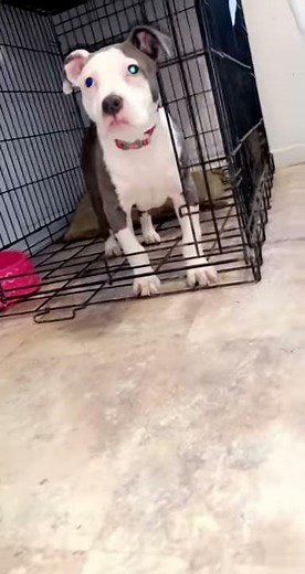 Razor edge blue nose 14 week pit bull puppy 😍