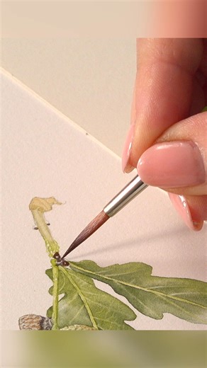 This year has been a mast year, meaning the oak trees have produced an abundance of acorns! To mark the occasion, we painted one alongside a fascinating knopper gall. Paint this with me in my School of Botanical Art: https://f.mtr.cool/oefgmakfbi | Billy Showell's School of Botanical Art