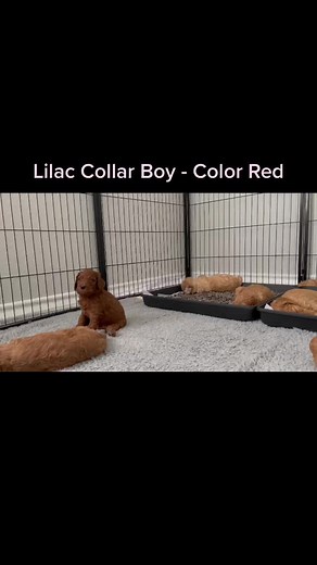 #poodles #redpoodles #standardpoodles #redstandardpoodle #standardbredsoftiktok #standardpoodlesoftiktok #standardpoodlepuppy #puppies #puppylove