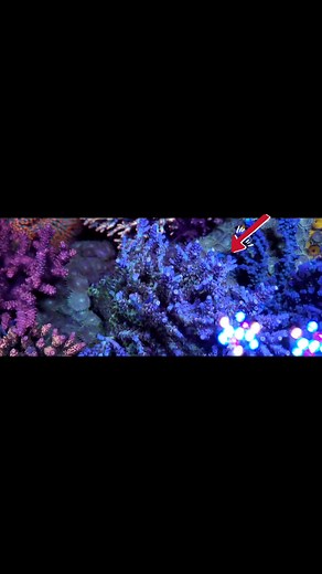 this tenuis Acro growing like crazy!! from battle Coral#loveit💯💯💯 #battlerciral#justacro💯 #tenuisacro#eatsleepreef💯 #myreef