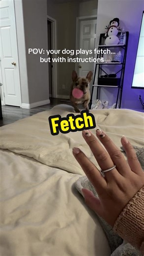 Fetch Instructions for Your Playful Frenchie