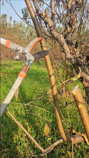 Powerful Tree Cutting with a Hand Tool — Unbelievable Skill!#pruning