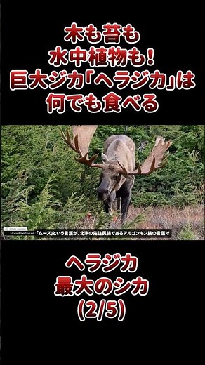 Giant deer, the moose, eats everything, from trees and moss to underwater plants!