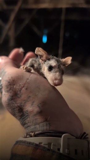 Egg Farm Worker Reportedly Fired for Saving a Baby Opossum 💔